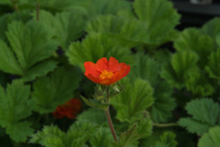 Geum coccineum 'Borisii' bestellen